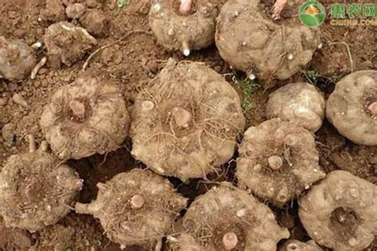 兰花用什么肥料最好