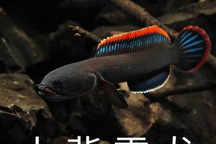 山葵的种植技术 四大要点