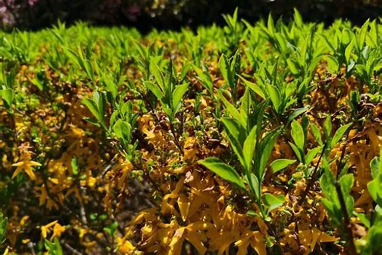 会跑的叶子实验原理