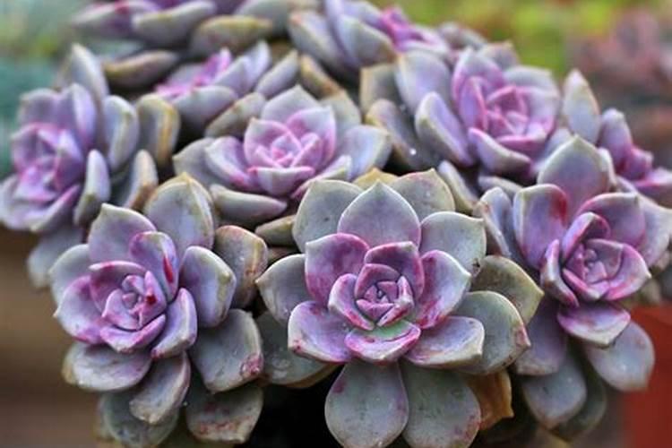 紫乐多肉植物怎么施肥