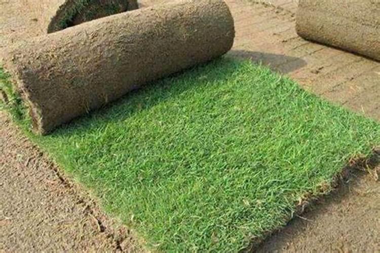 复合肥可以直接撒在草皮上吗