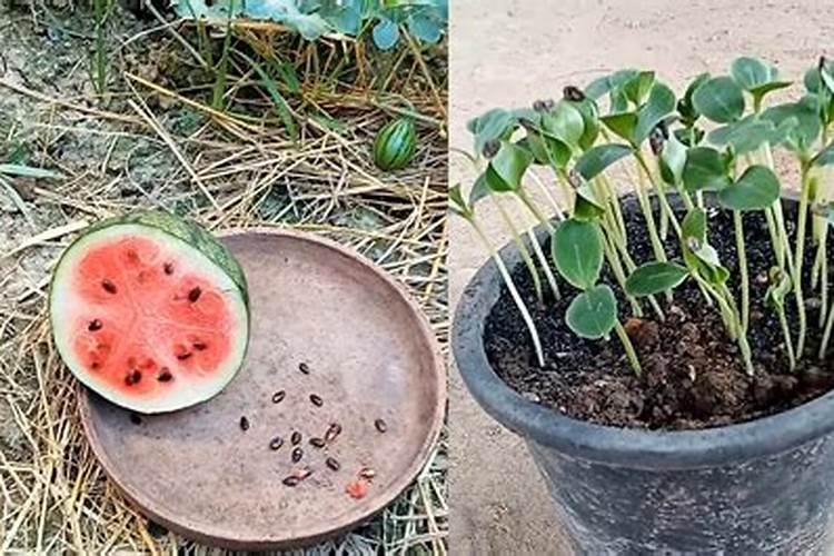 西瓜在挂果期需不需要下肥？