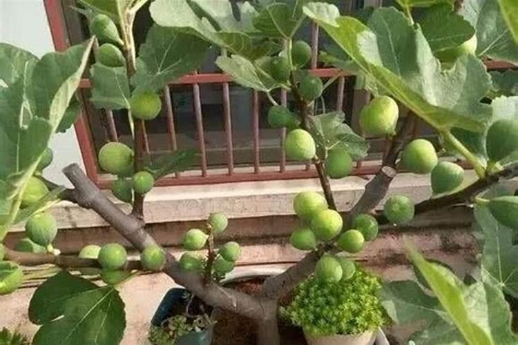 大门口种菜有什么禁忌