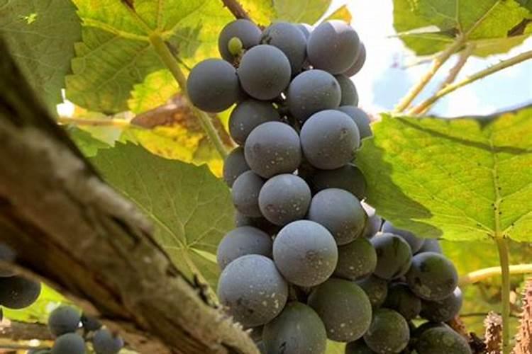 夏黑葡萄栽培技术与产量