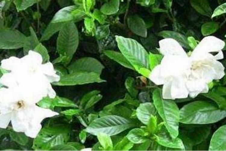 栀子花可以用复合肥吗