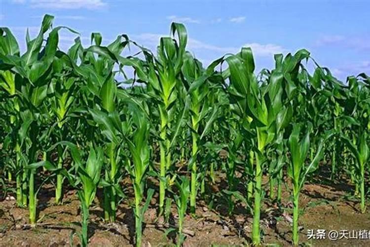 玉米叶面肥的最佳配方