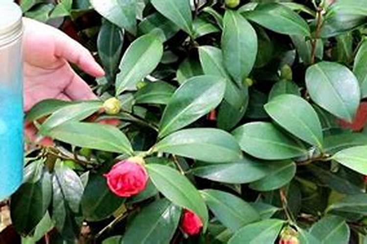 什么时期不能给茶花施肥