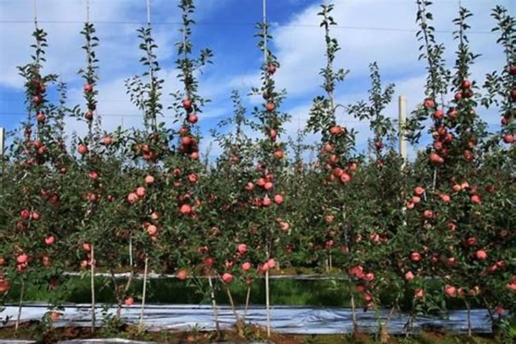 菊花出现黄叶该怎么办