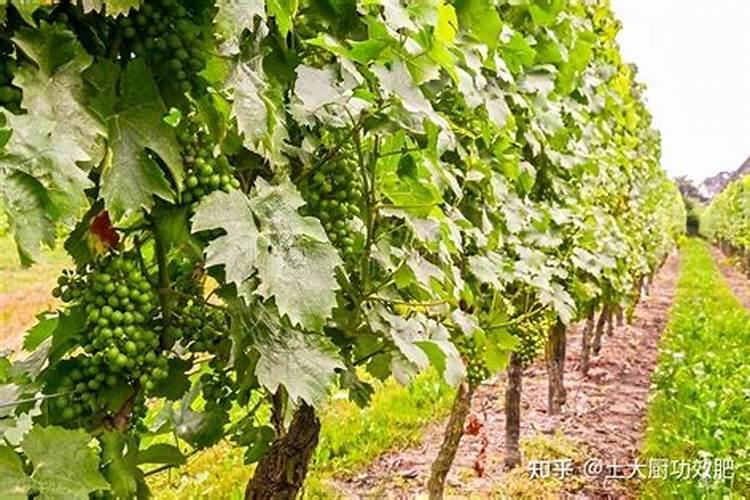 茄果类蔬菜育苗用的营养土如何配方？营养土应如何制备？