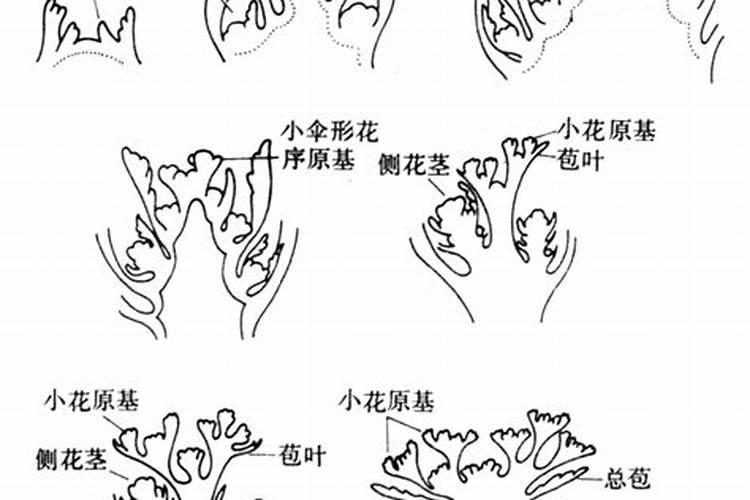 为什么开花要用磷肥