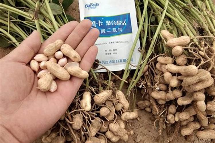 花生增产用什么叶面肥