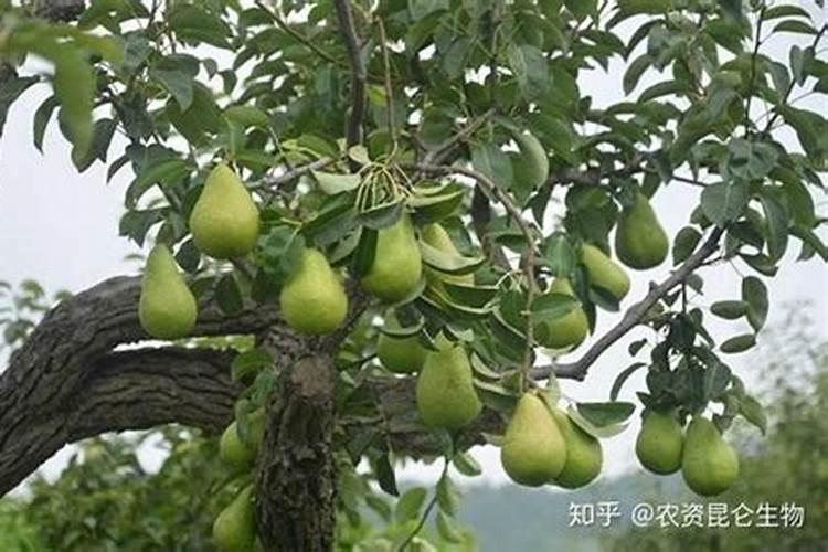 梨树施肥距离树多远
