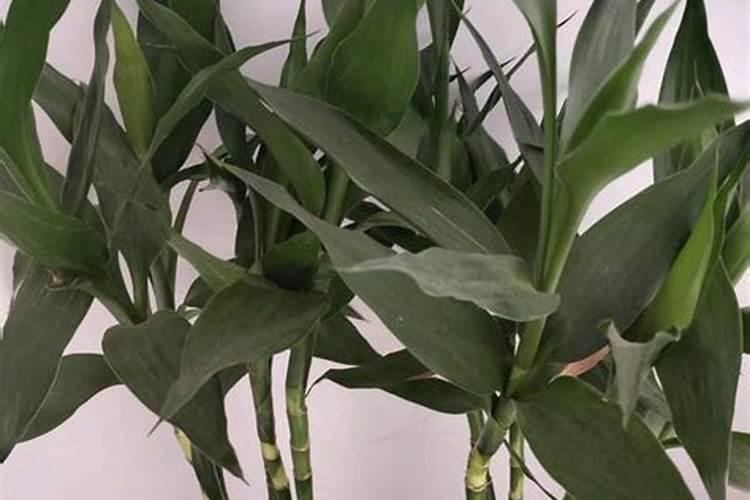 十大最旺家的小型花盆 最旺家的小型花盆有哪些