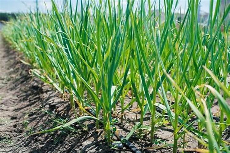 结球生菜栽培技术及管理方法