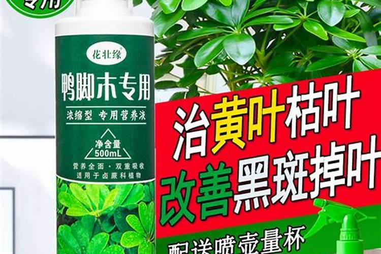 八方来财树怎么养