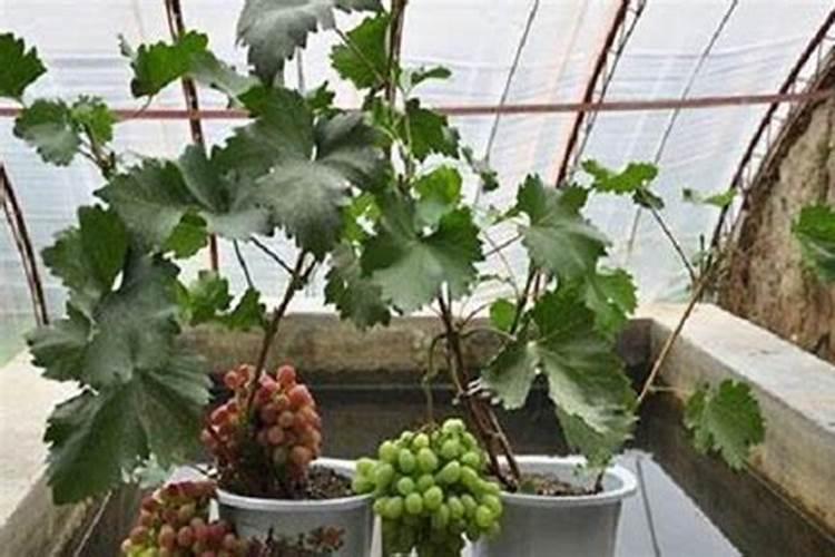 第一年定植的葡萄苗怎样施肥？