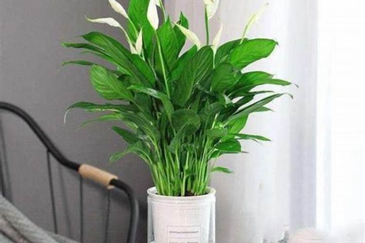 白掌施什么肥最好