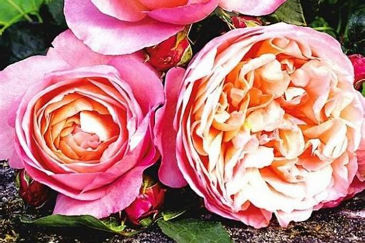 月季花多久施肥一次