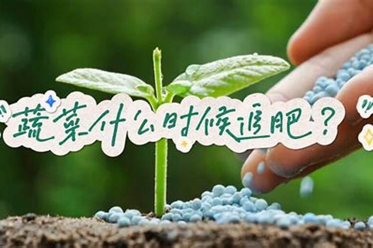 在阳台种菜最好的是用什么肥料