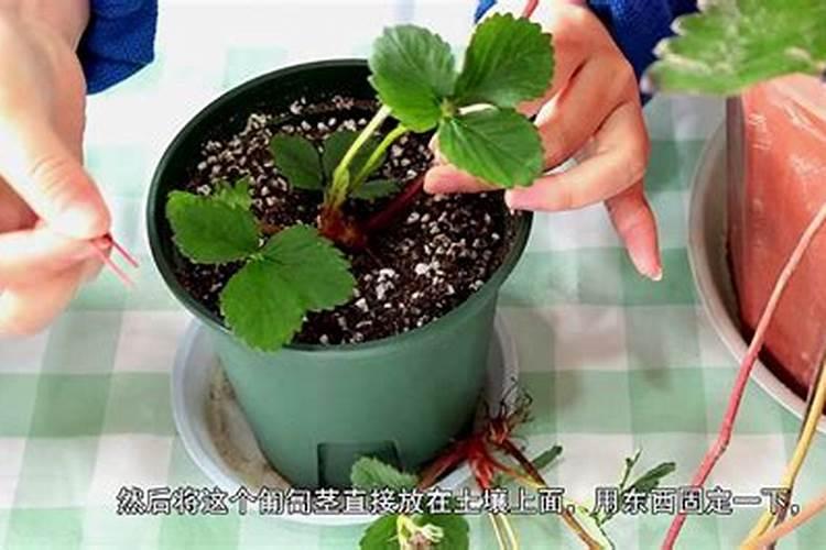 盆栽草莓施肥用什么肥料好