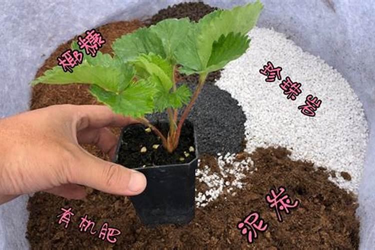 种草莓用什么肥料好