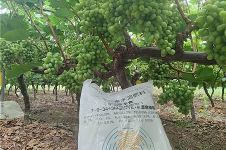 脐橙增甜有哪些方法脐橙增甜的方法介绍