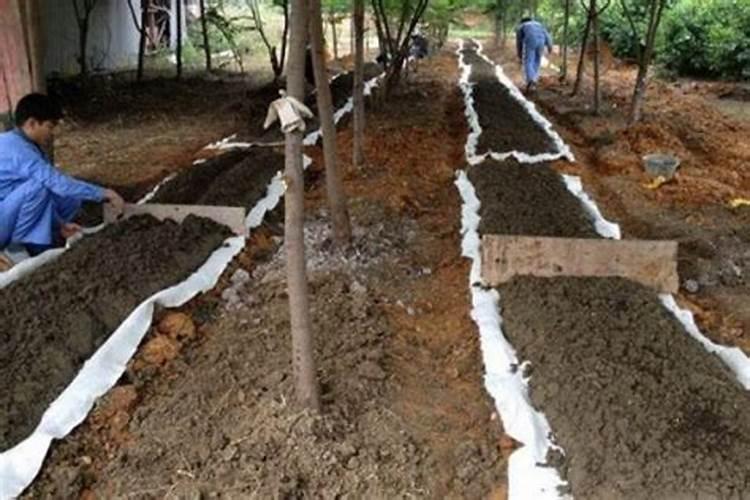 矿源黄腐酸钾和腐植酸的区别