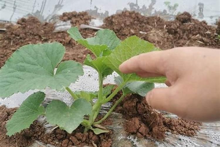 西瓜移栽后提苗用什么肥