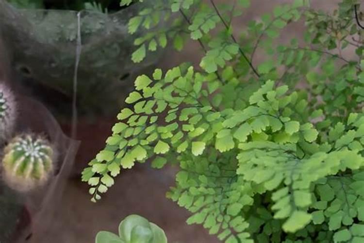 绿萝水浇多了怎么办