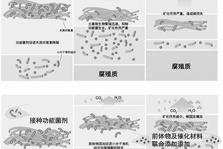 太阳花施肥方法