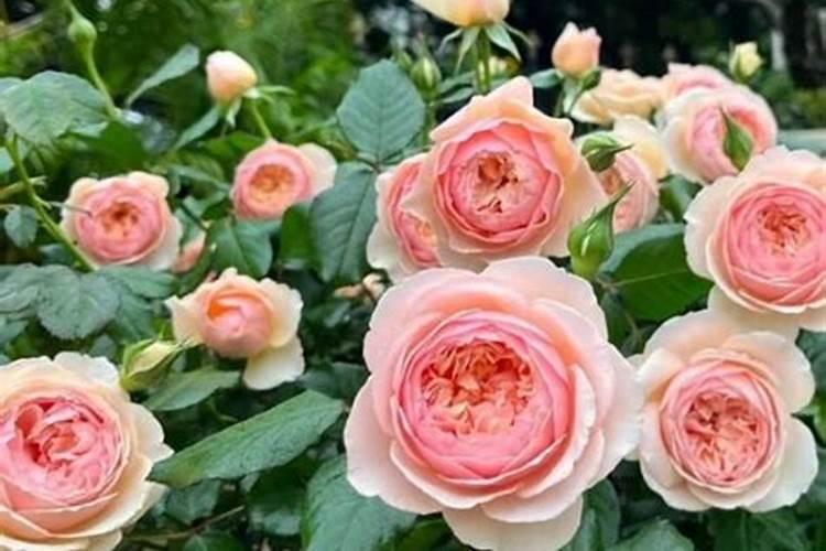 5种酸性花,总是容易黄叶,硫酸亚铁定期浇,叶子浓绿光亮,为什么呢？百...