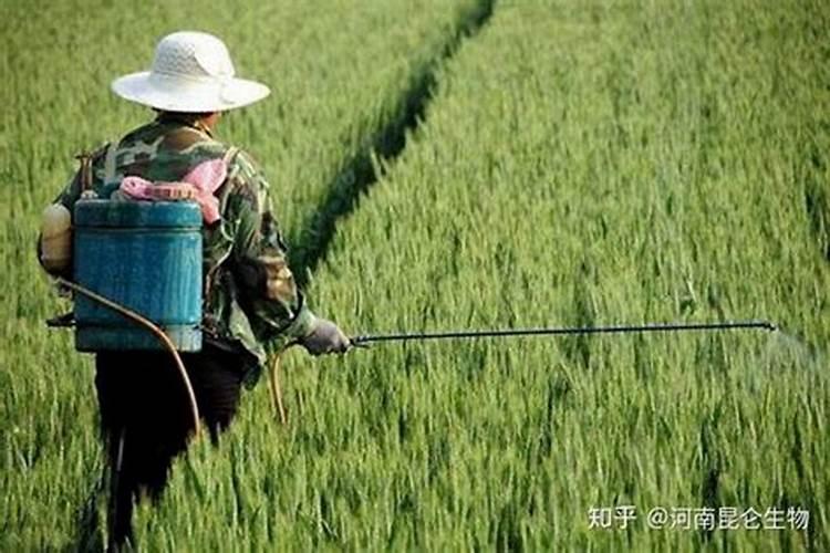 枣树锈病用什么药防治