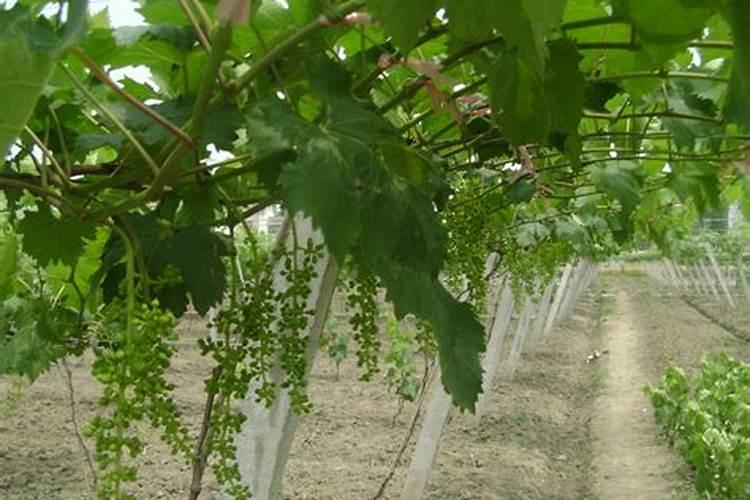 葡萄喷施叶面肥有哪些技巧？ 丙硫克百威的使用方法及注意事项