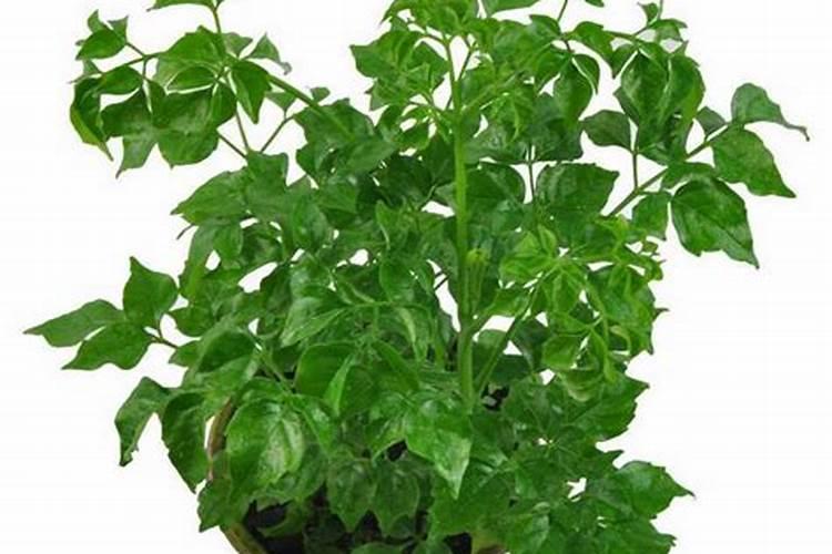 含腐植酸水溶肥料裸根能用吗