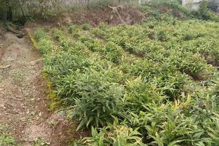 菊花怎么施肥