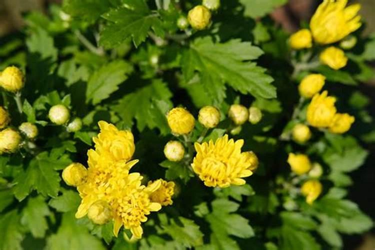 菊花施肥方法,用什么肥好