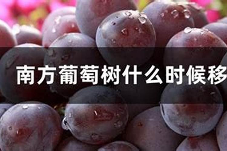 新载的葡萄树发芽后怎么上肥