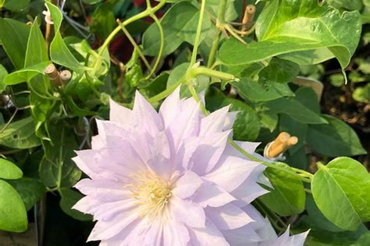 铁线莲如何施肥