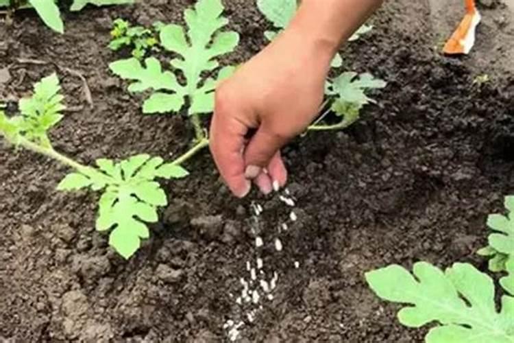 施可丰复合肥怎样辨别真假