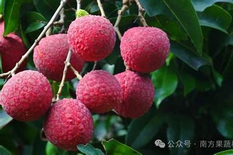 荔枝树哪时候施肥比较好 荔枝树什么时候施肥