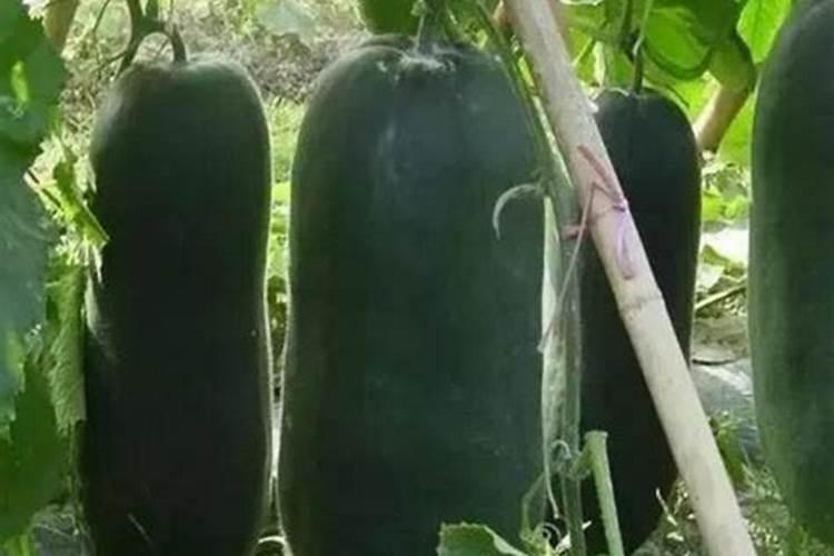 黑皮冬瓜种植技术与管理
