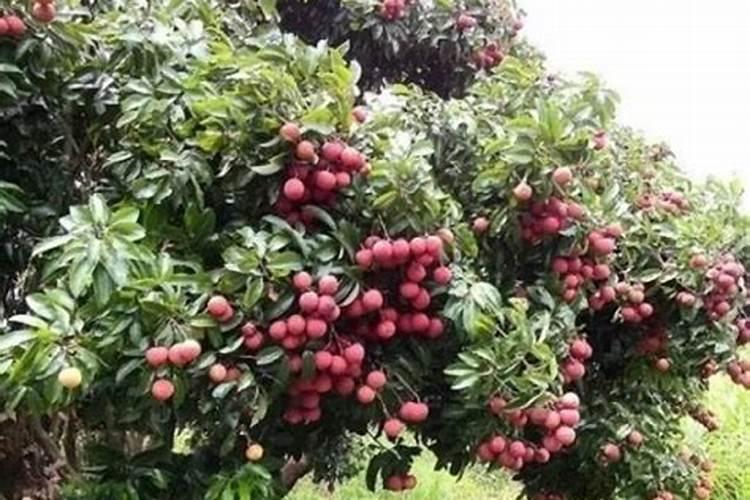 把花的肥料溶于水中再浇花可以吗？