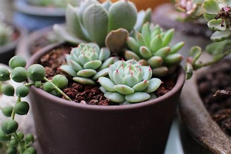 水稻抽穗扬花期要多少天完成？