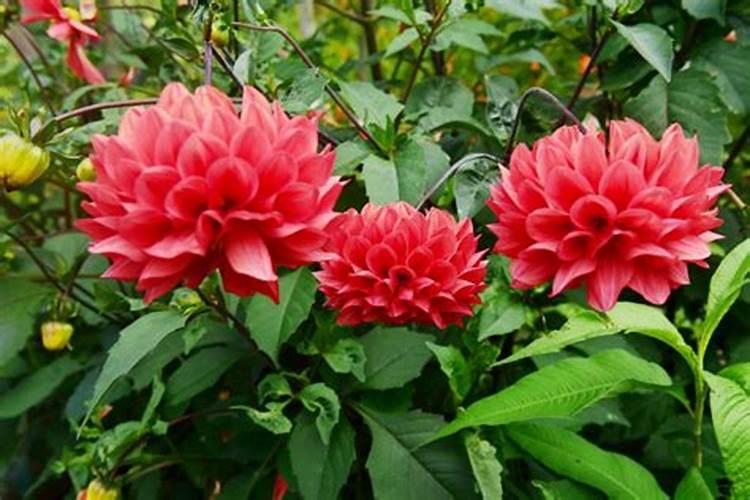 怎样种花？