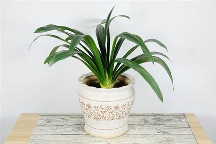 怎样让君子兰长新叶子