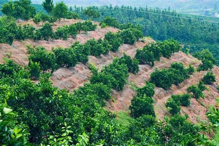 柑橘保花保果用什么药好