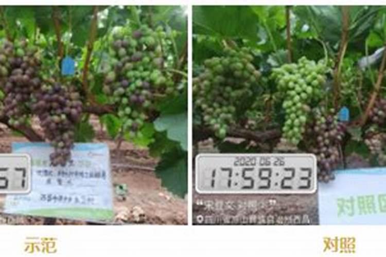 达成葡萄脱青转色的最佳举措是什么