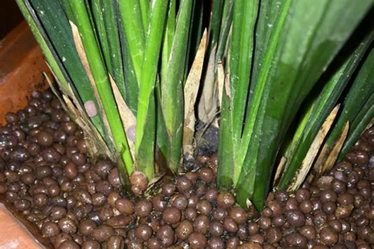 三天绿油油？内行告诉你,这种速效肥料千万别用!