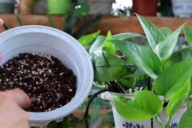 艾美多是干什么的