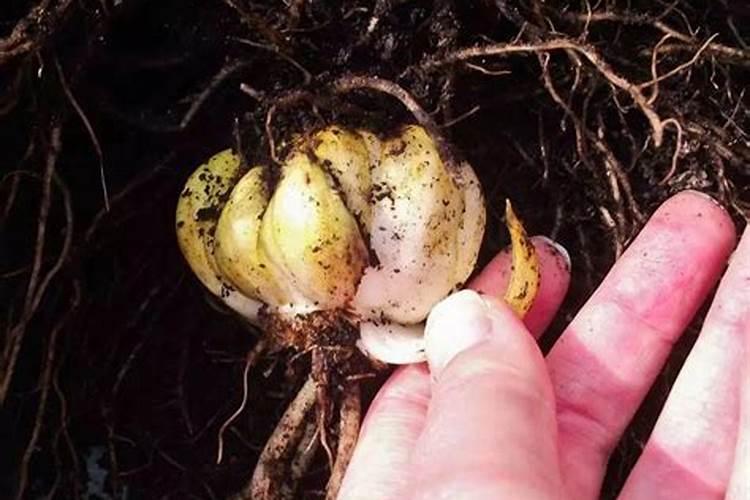 锌片是属于碱性还是酸性